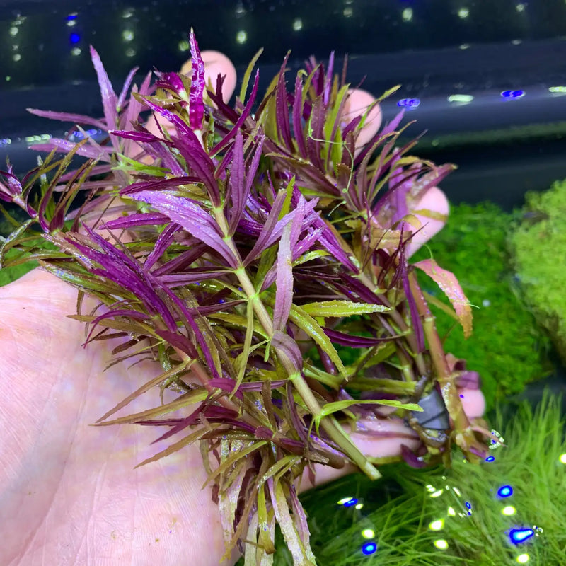 Limnophylla Aromatica Hybrid Purple Pot Plant