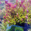 Limnophylla Aromatica Hybrid Purple Pot Plant