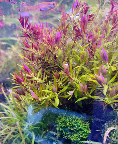Limnophylla Aromatica Hybrid Purple Pot Plant