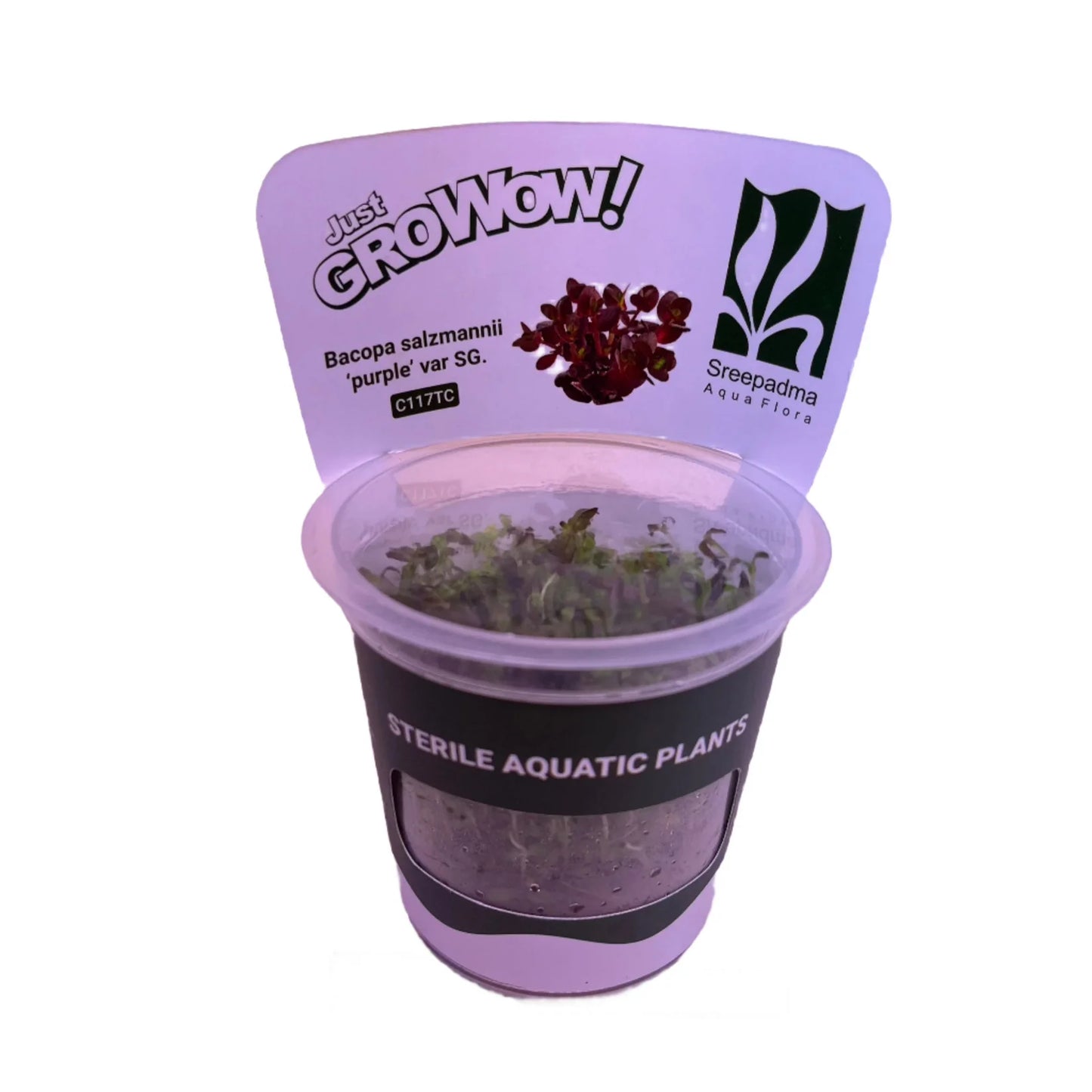 Bacopa salzmannii 'Purple' var SG
