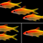 Golden Torpedo Barb (Sahyadria denisonii – Gold Variant)
