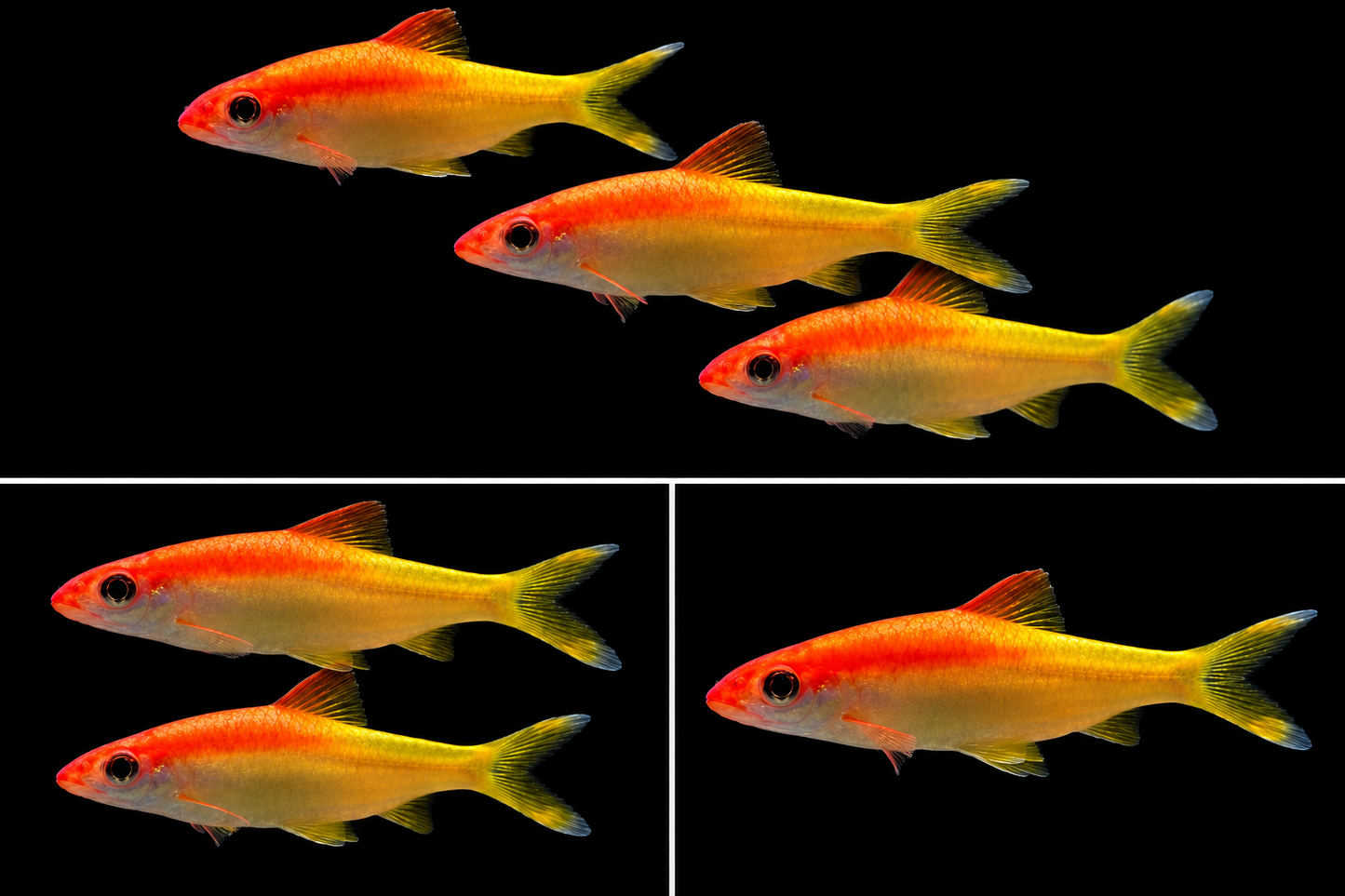 Golden Torpedo Barb (Sahyadria denisonii – Gold Variant)