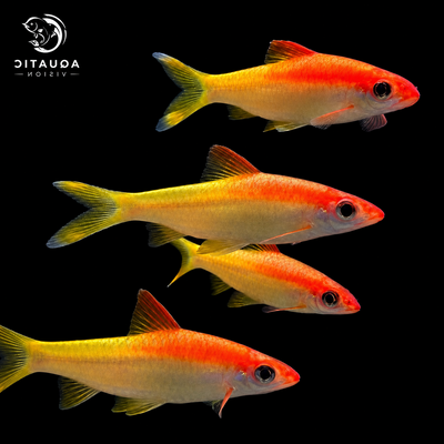 Golden Torpedo Barb (Sahyadria denisonii – Gold Variant)