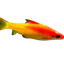 Golden Torpedo Barb (Sahyadria denisonii – Gold Variant)