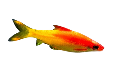 Golden Torpedo Barb (Sahyadria denisonii – Gold Variant)