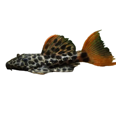 Orange Leopard Cactus Pleco. L600 Small size