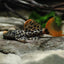 Orange Leopard Cactus Pleco. L600 Small size