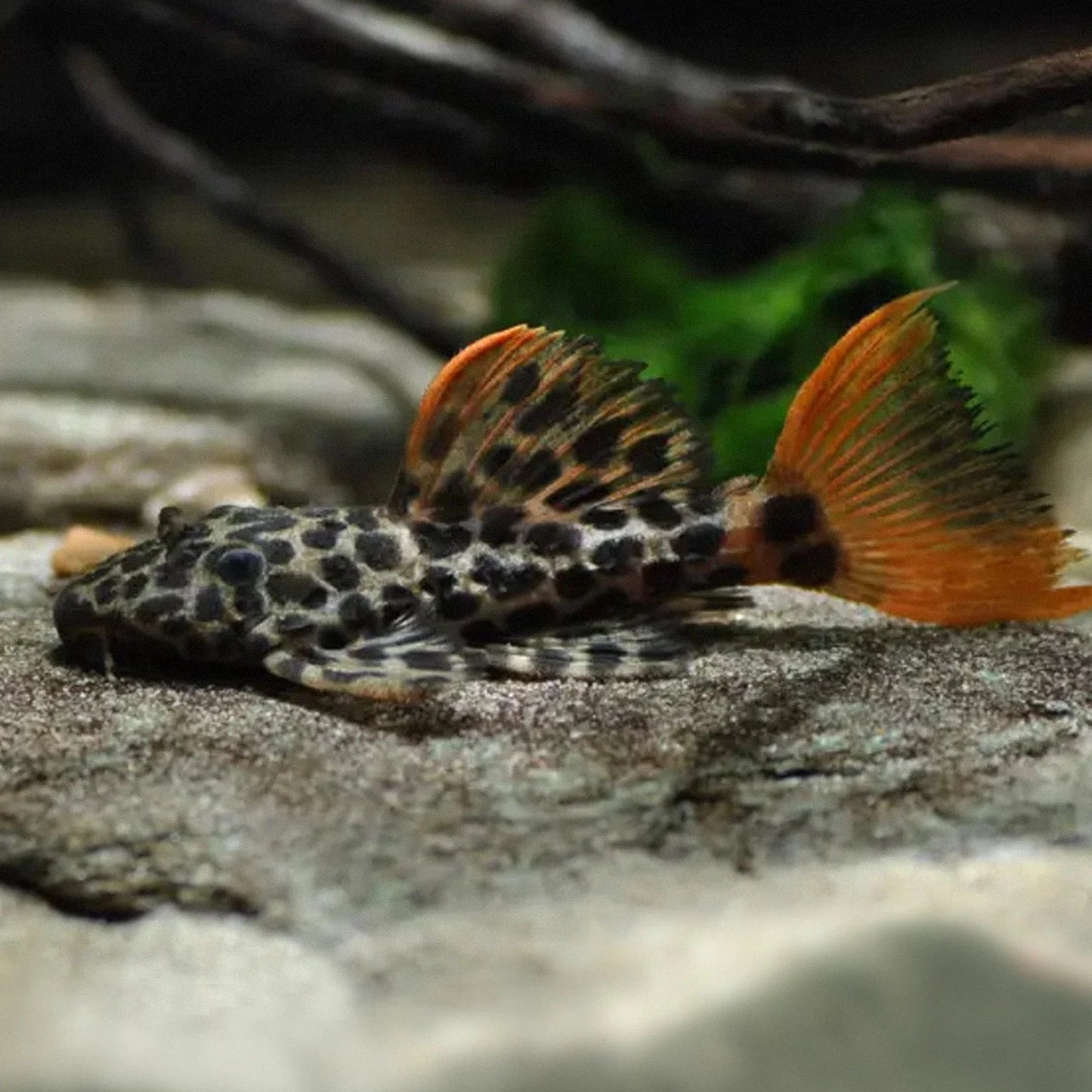 Orange Leopard Cactus Pleco. L600 Small size