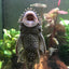 Albino Red Eye Bristlenose Pleco