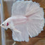 Halfmoon White Betta