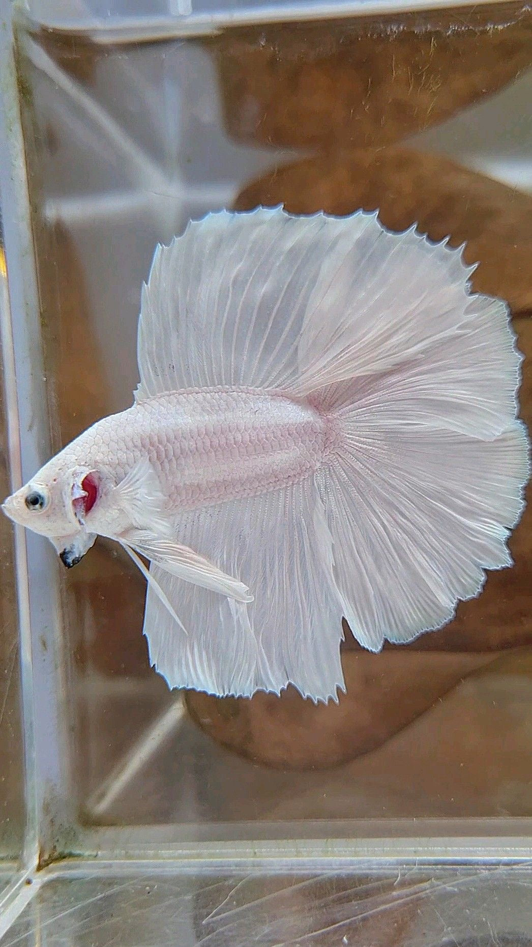 Halfmoon White Betta