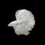 Halfmoon White Betta