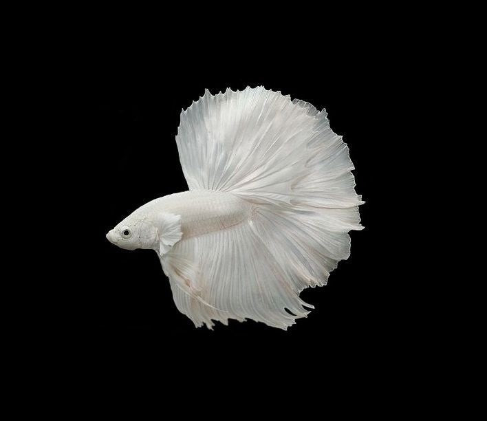 Halfmoon White Betta