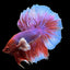 Halfmoon Dumbo Ear Betta