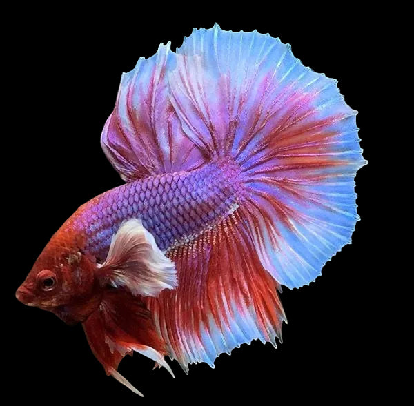 Halfmoon Dumbo Ear Betta