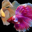 Halfmoon Dumbo Ear Betta