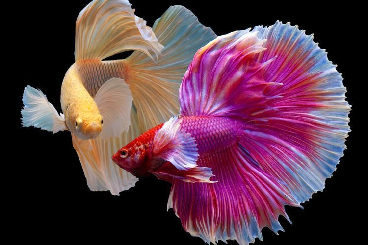 Halfmoon Dumbo Ear Betta