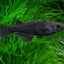 Black Melaka Rice Fish (Oryzias latipes)