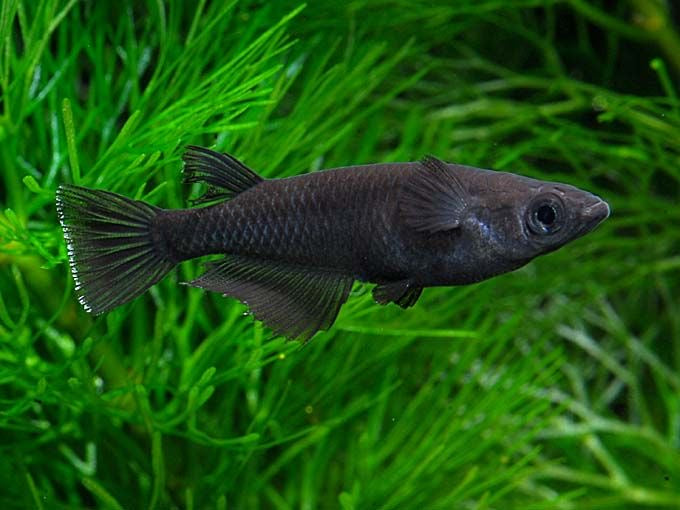 Black Medaka Rice Fish (Oryzias latipes)