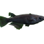 Black Medaka Rice Fish (Oryzias latipes)