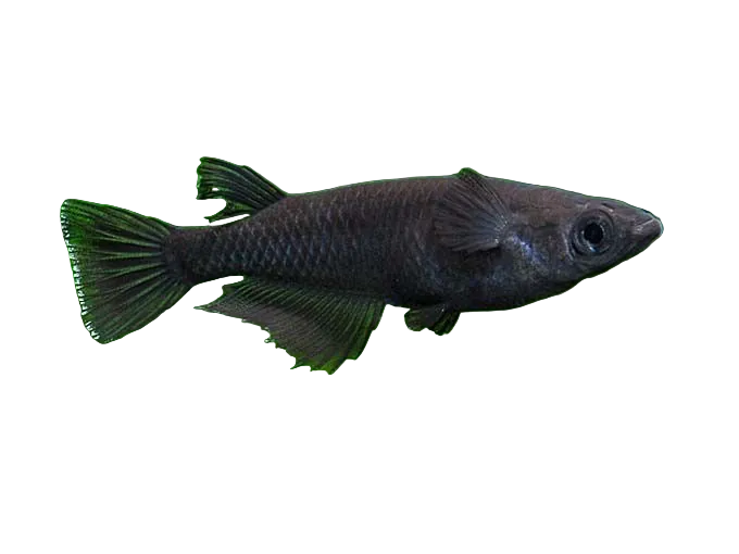 Black Medaka Rice Fish (Oryzias latipes)