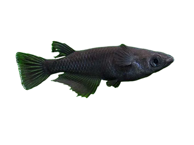 Black Medaka Rice Fish (Oryzias latipes)