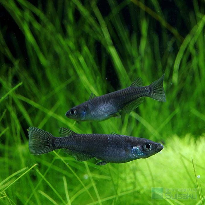 Black Melaka Rice Fish (Oryzias latipes)