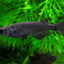 Black Melaka Rice Fish (Oryzias latipes)