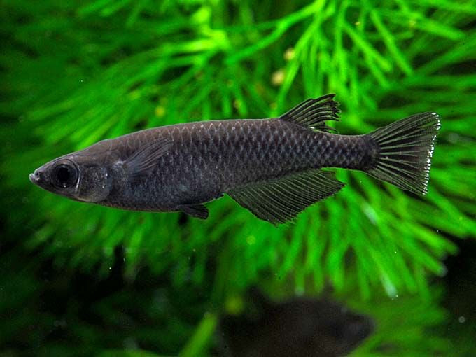 Black Melaka Rice Fish (Oryzias latipes)