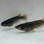 Black Melaka Rice Fish (Oryzias latipes)