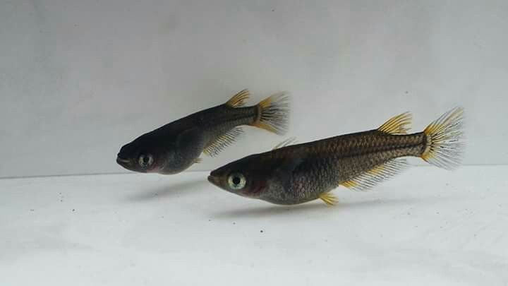 Black Melaka Rice Fish (Oryzias latipes)