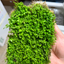 Monte Carlo Carpet Sheet (18 x 12 cm)