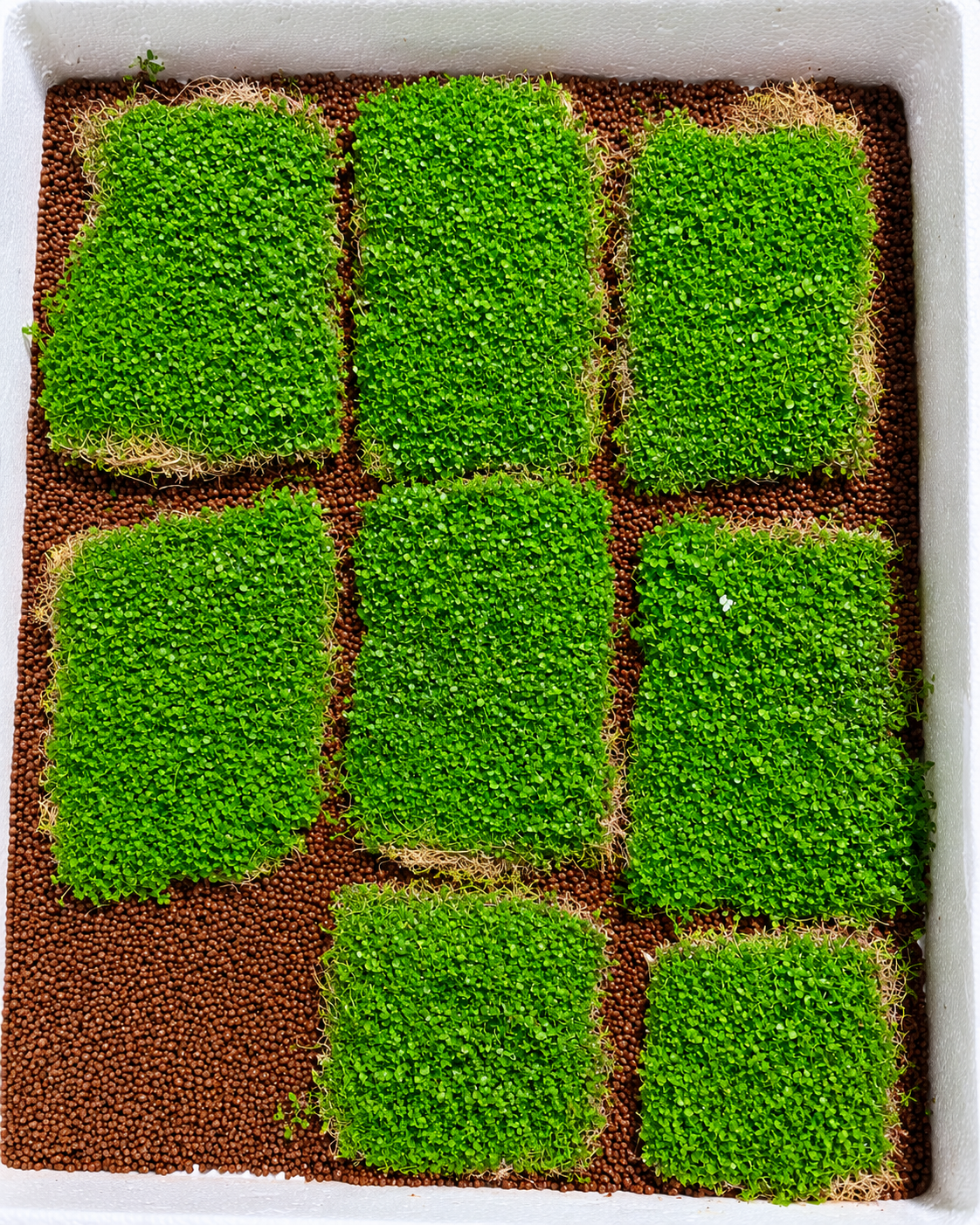 Monte Carlo Carpet Sheet (18 x 12 cm)