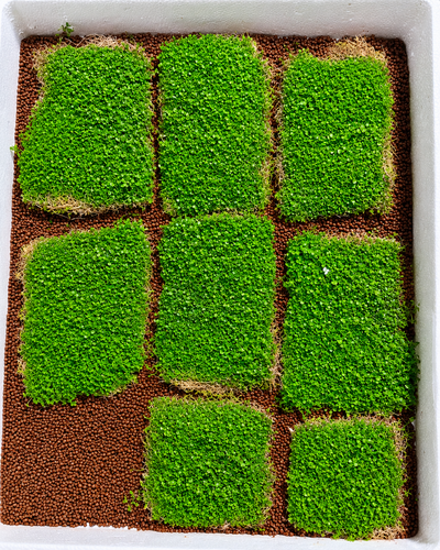 Monte Carlo Carpet Sheet (18 x 12 cm)
