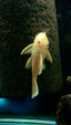 Albino Red Eye Bristlenose Pleco