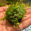 Moss Soil Ball – Aquarium Plant