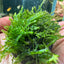 Moss Soil Ball – Aquarium Plant
