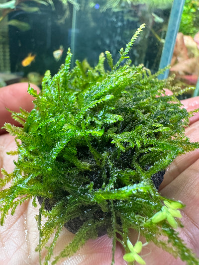 Moss Soil Ball – Aquarium Plant