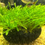 Moss Soil Ball – Aquarium Plant