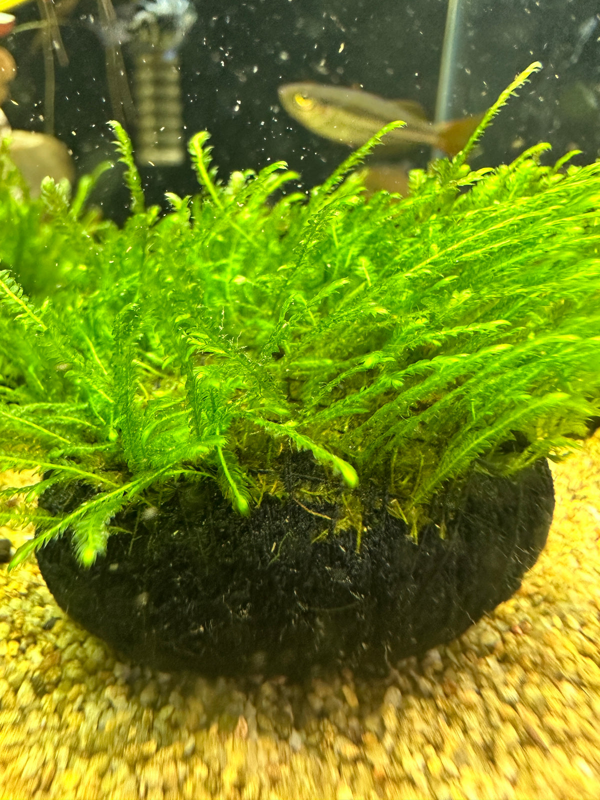 Moss Soil Ball – Aquarium Plant