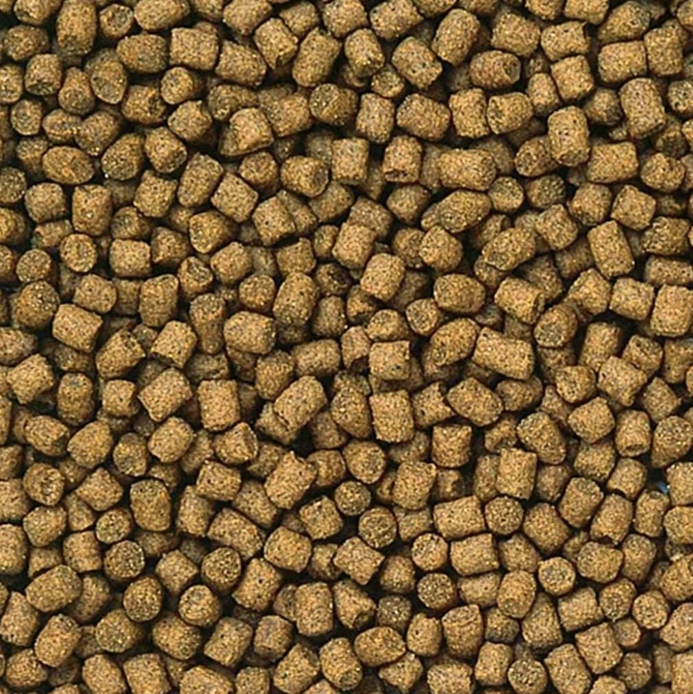 HIKARI LIONHEAD 100G