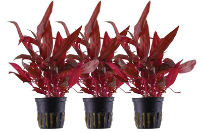 ALTERNANTHERA REINECKII POT PLANT