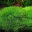 Growow Riccia fluitans