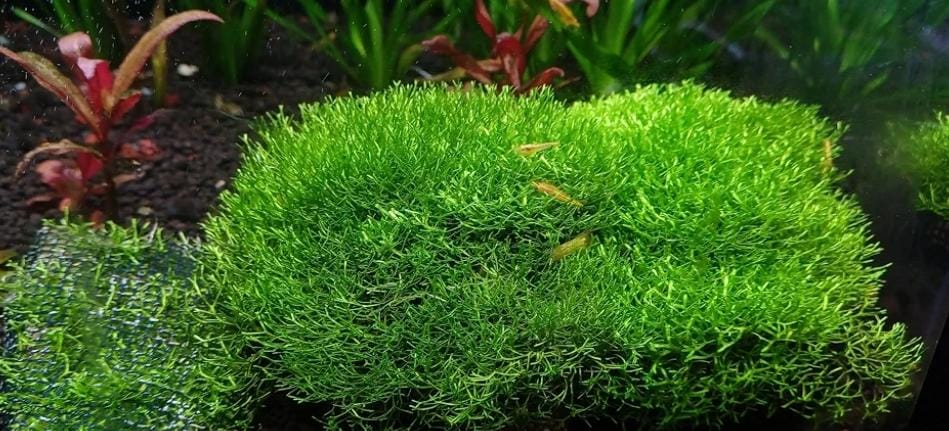 Growow Riccia fluitans