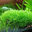 Growow Riccia fluitans