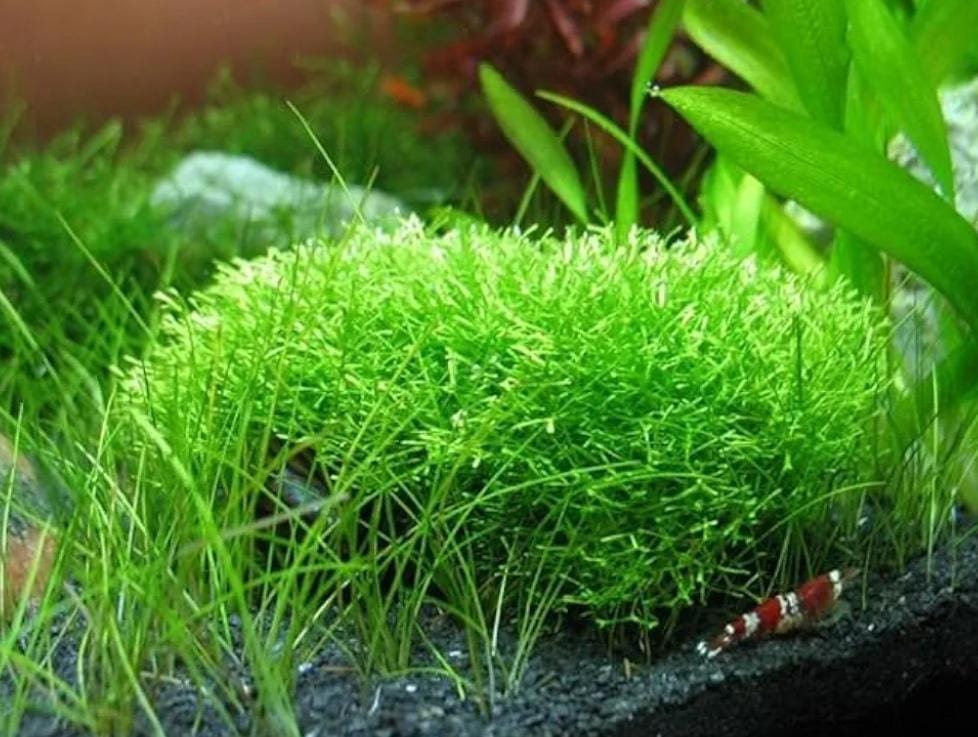 Growow Riccia fluitans