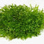 Growow Riccia fluitans