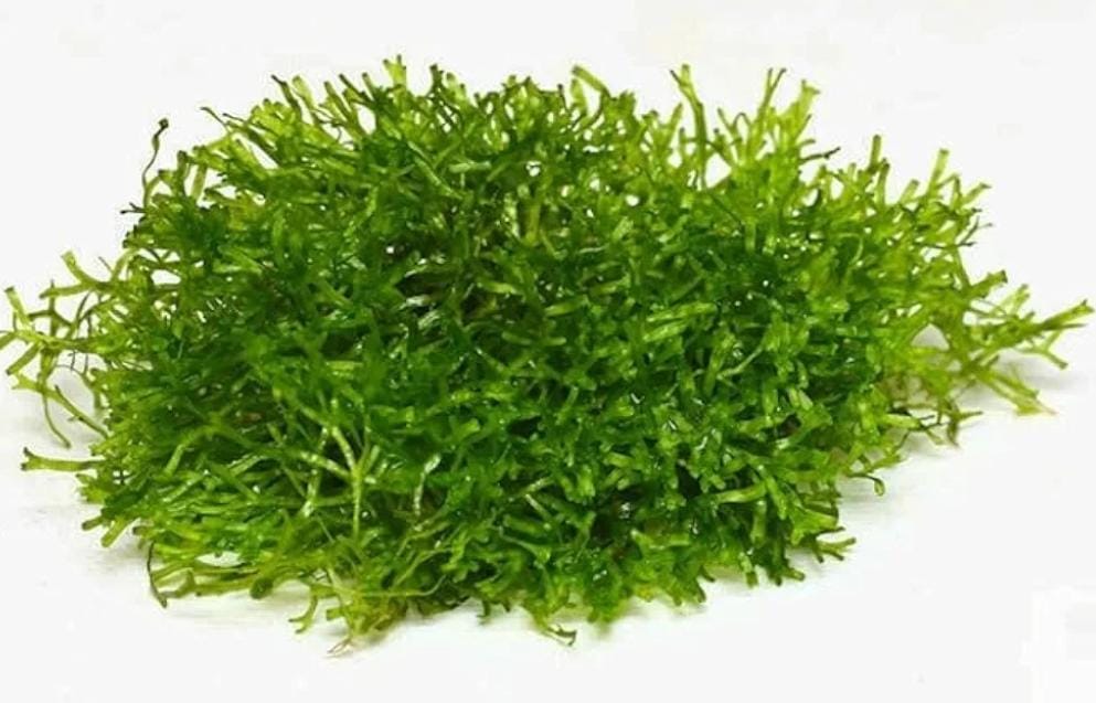 Growow Riccia fluitans