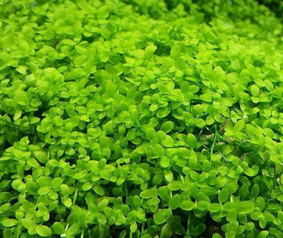 Growow Micranthemum 'Monte Carlo'