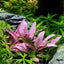 Growow Cryptocoryne wendtii 'Pink'